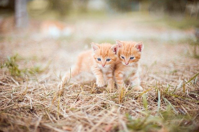 kitten-pré-roll pré roll marketing vidéo stratégie